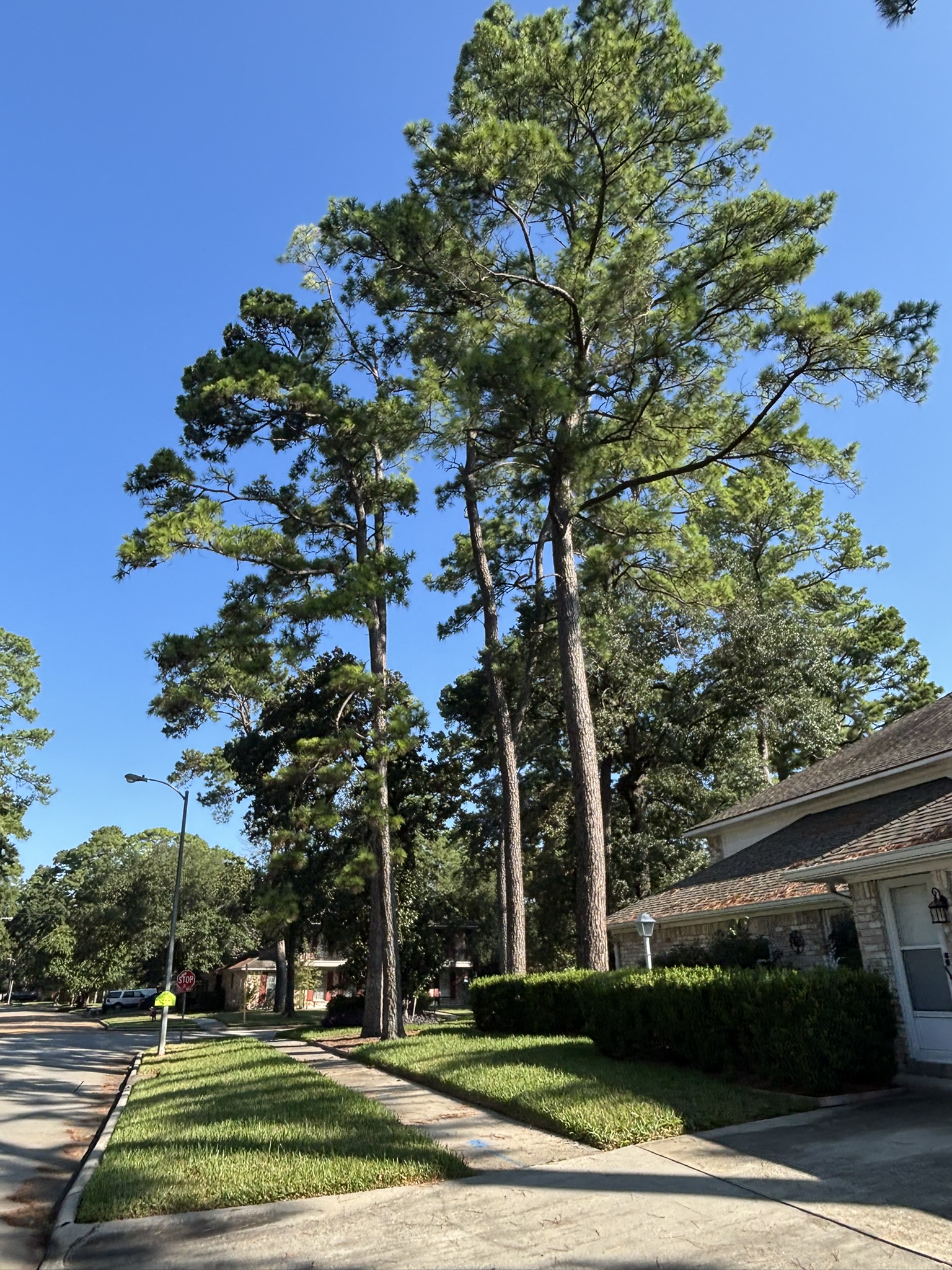 Loblolly PineTrees