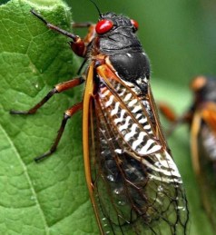 17 year Ohio Valley Cicada