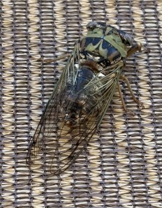Texas Cicada